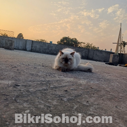 Himalayan Female Cat